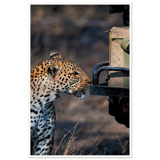 Leopard on Safari Poster 60x90 cm 24x36″ Border