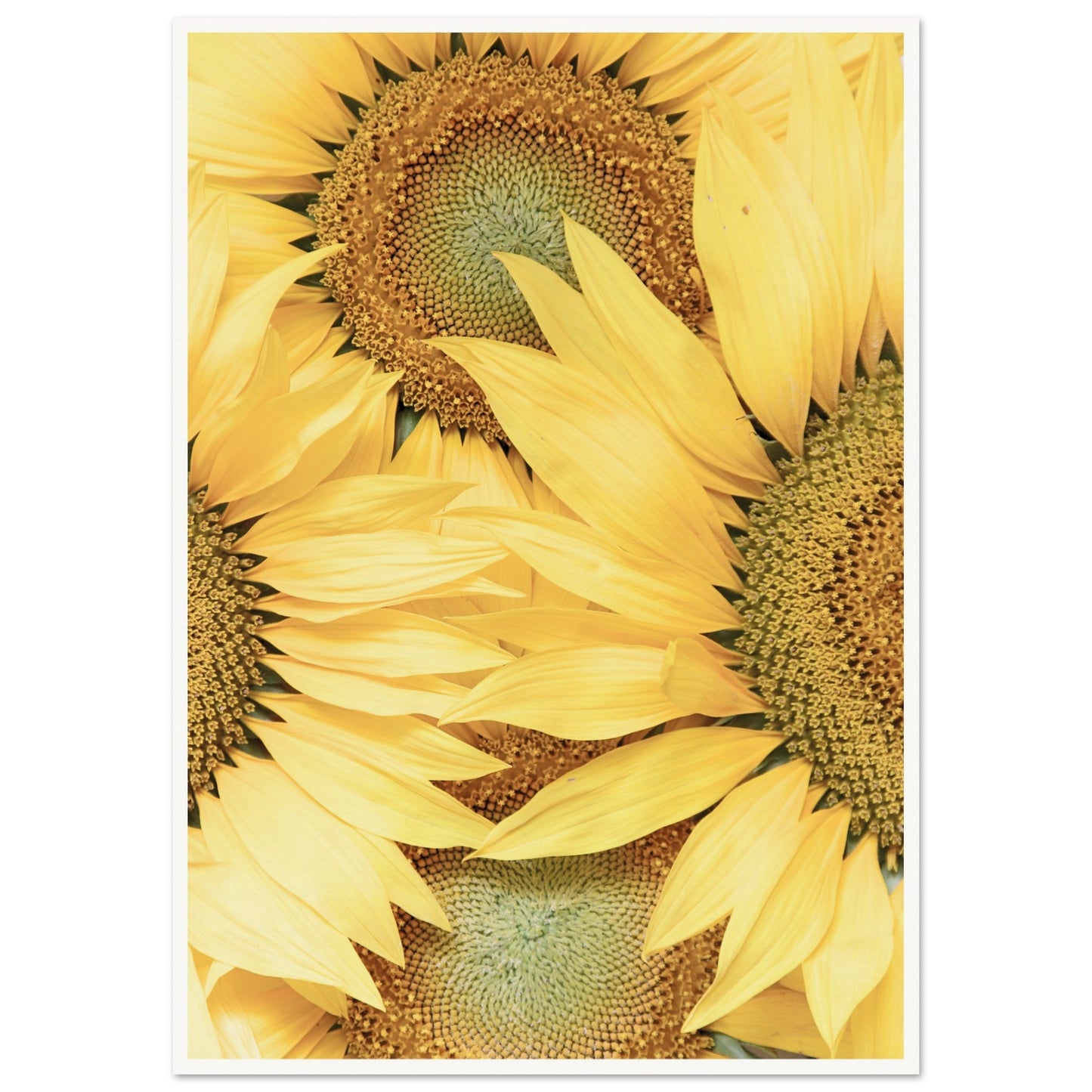 Sunflower Botanical Poster A1 (59.4 x 84.1 cm) Border