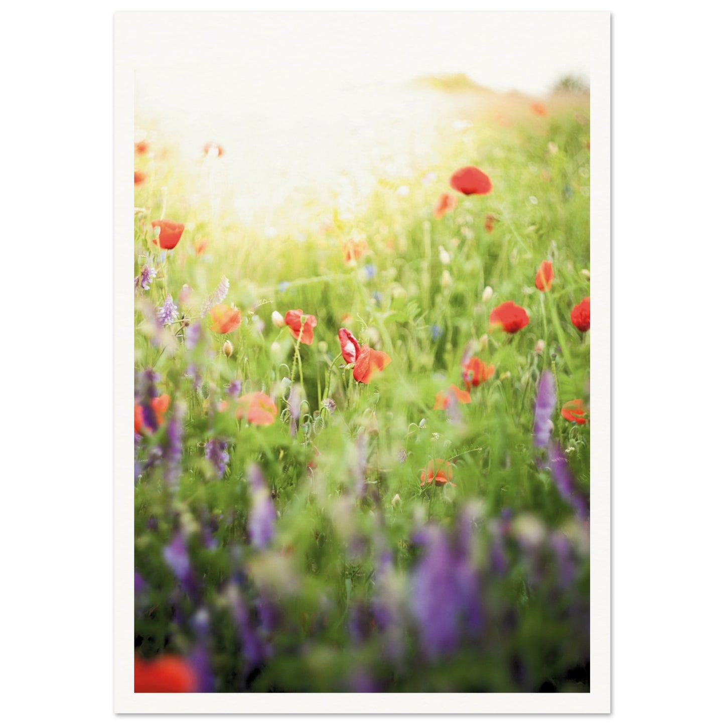 A Meadow of Poppies Poster A3 (29.7 x 42 cm) Border