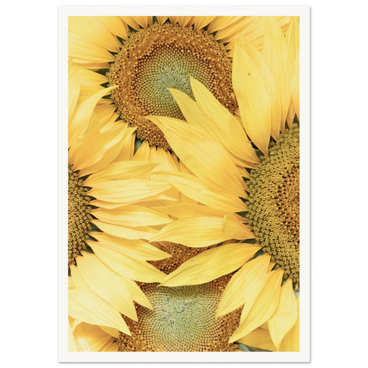 Sunflower Botanical Poster A3 (29.7 x 42 cm) Border