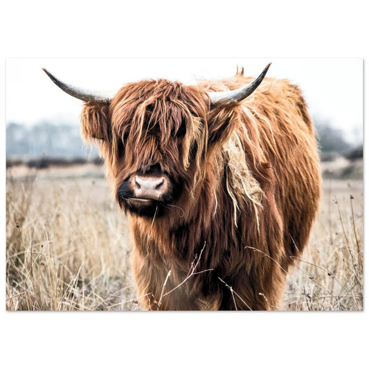 Highland Scottish Cow Poster A4 (21x29.7 cm) No Border