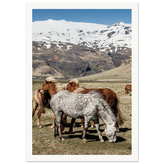 Icelandic Horses Poster A4 (21x29.7 cm) Border