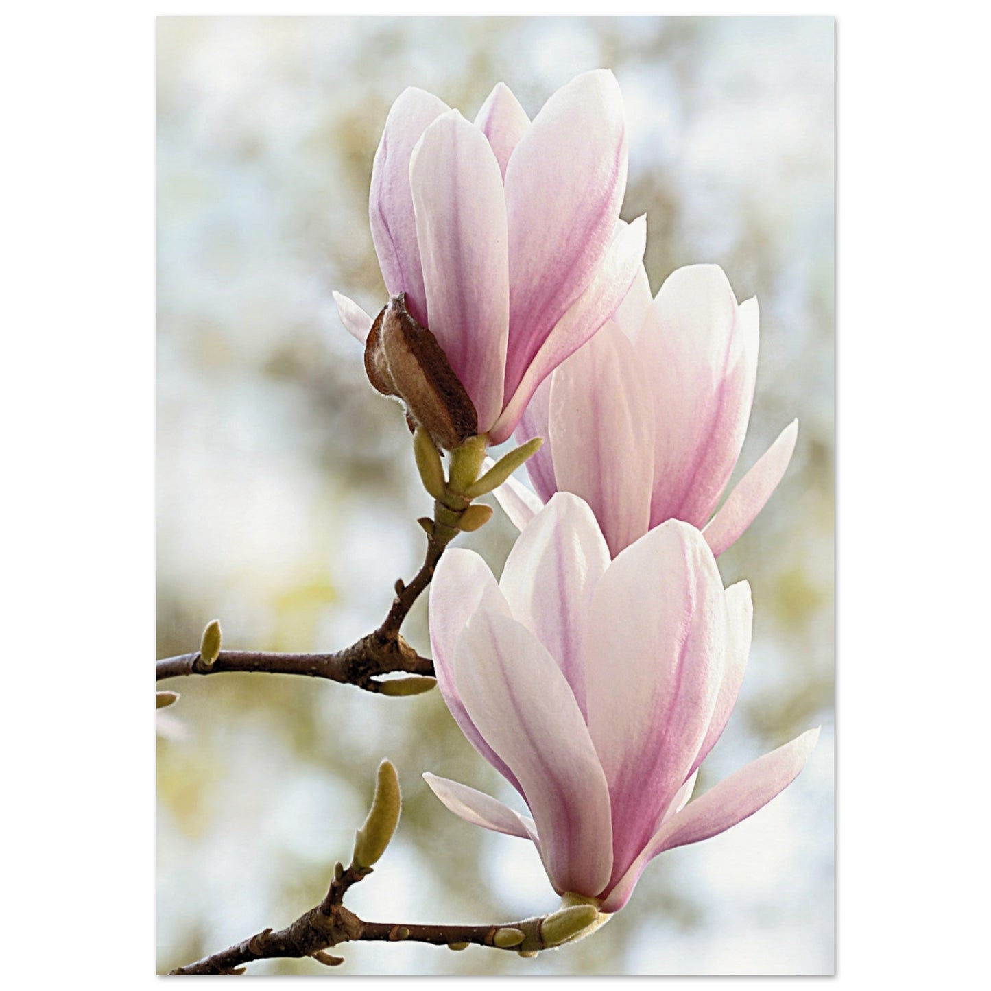 Pink Orchids Print 21x29.7 cm 8x12" No Border