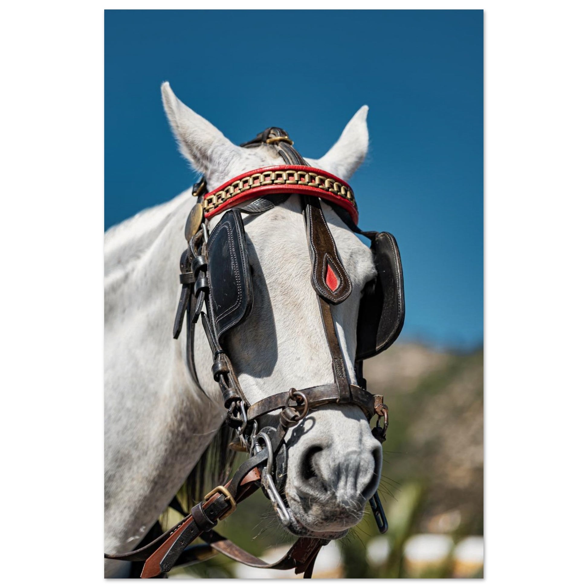 Spanish Dressed Horse Poster