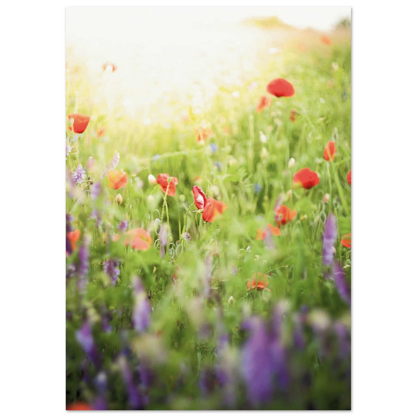 A Meadow of Poppies Poster A4 (21x29.7 cm ) No Border