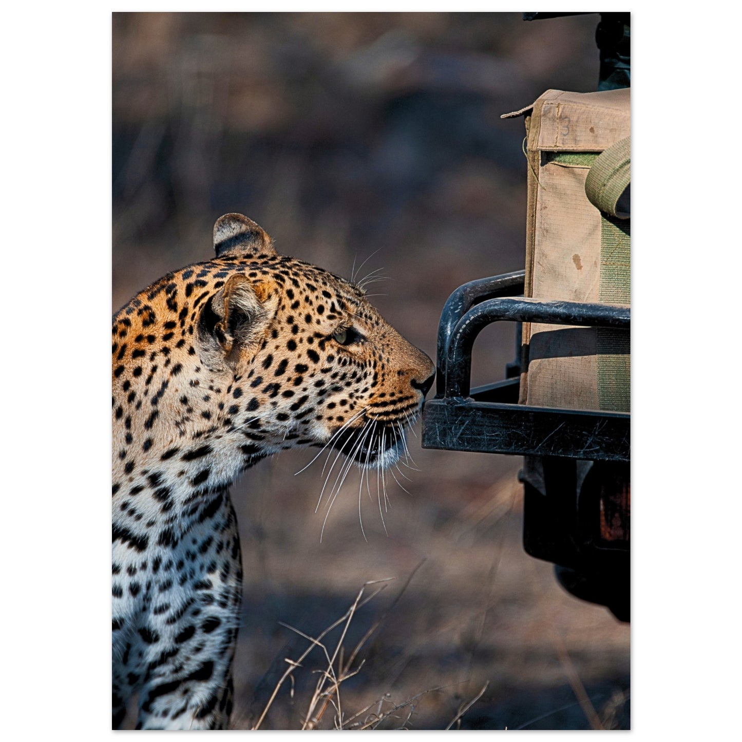 Leopard on Safari Poster 13x18 cm 5x7″ No Border