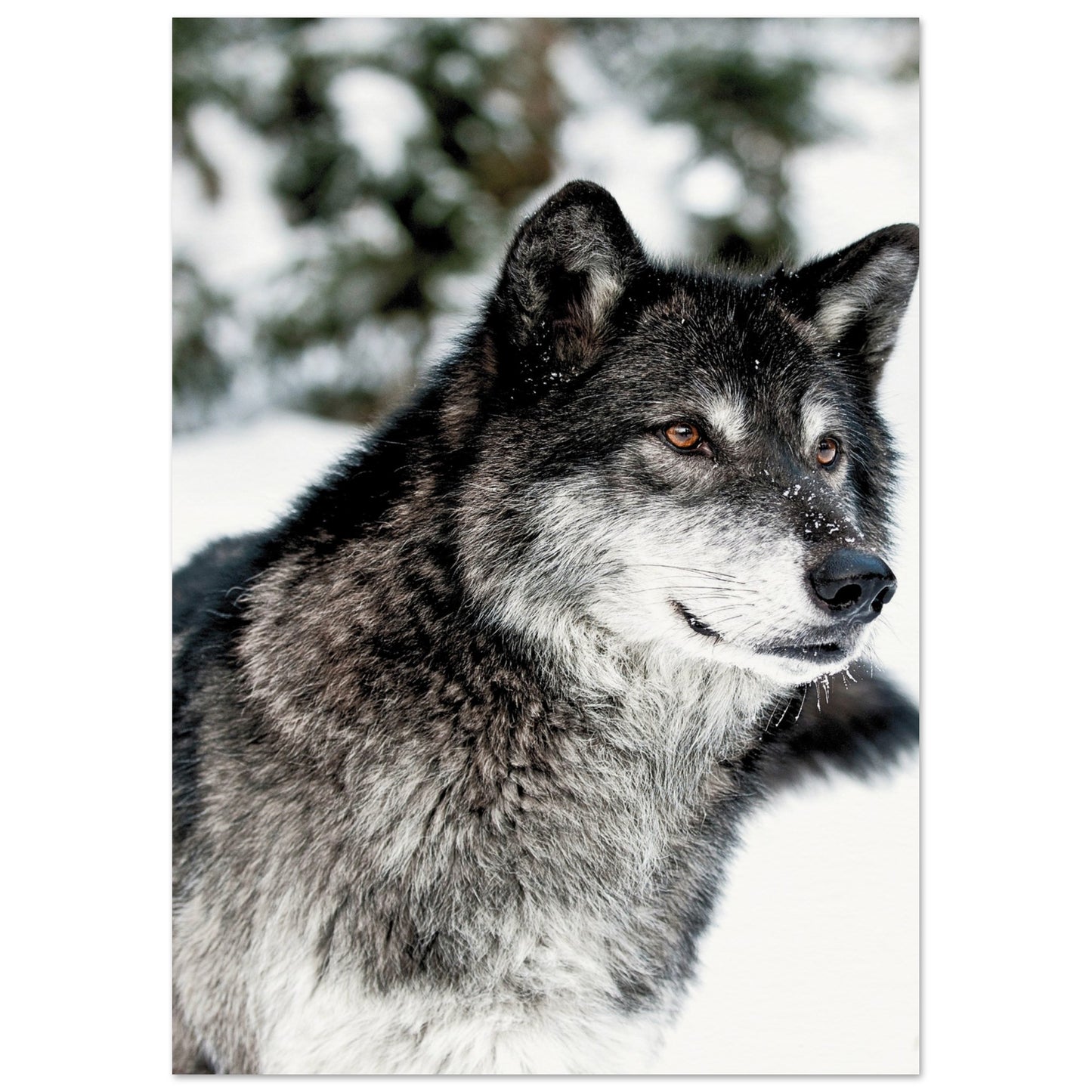 A Wolf in the Snow Poster A3 (29.7 x 42 cm) No Border