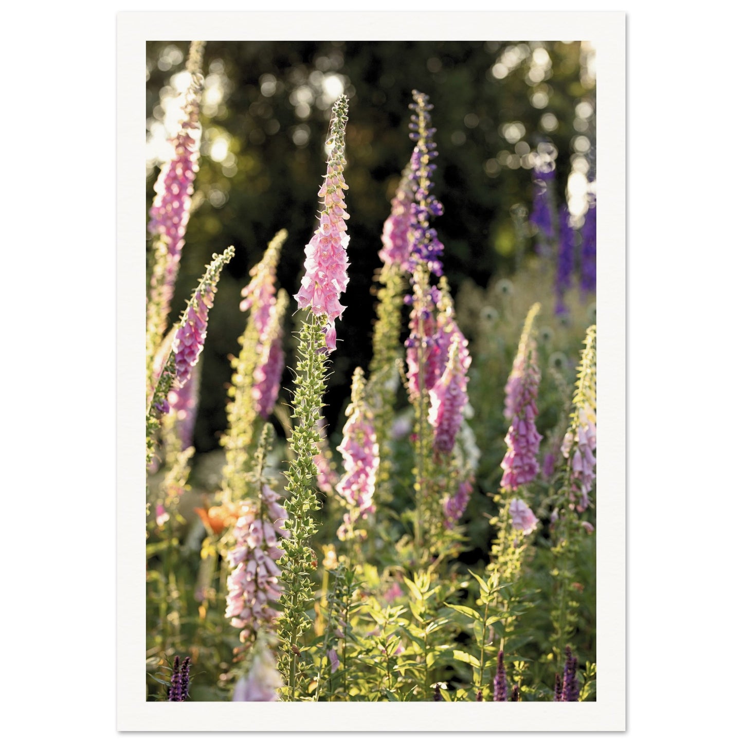 Foxglove Meadow Poster A4 (21x29.7 cm ) Border