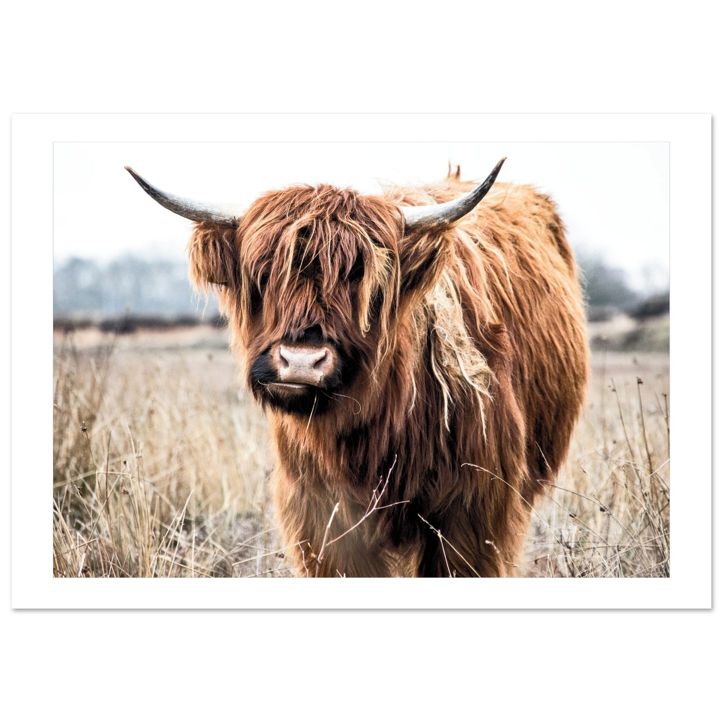 Highland Scottish Cow Poster A2 (42 x 59.4 cm) Border