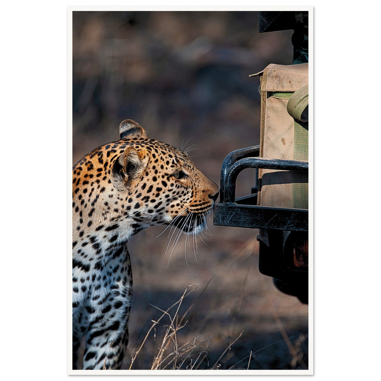 Leopard on Safari Poster 60x90 cm 24x36″ Border