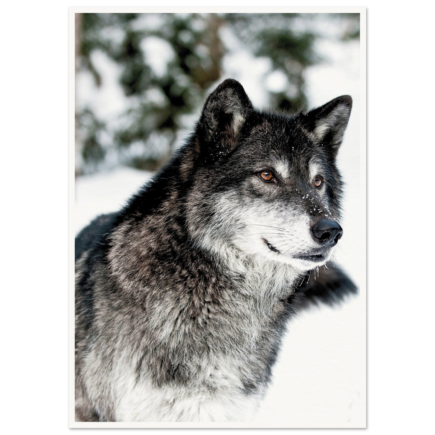 A Wolf in the Snow Poster A1 (59.4 x 84.1 cm) Border