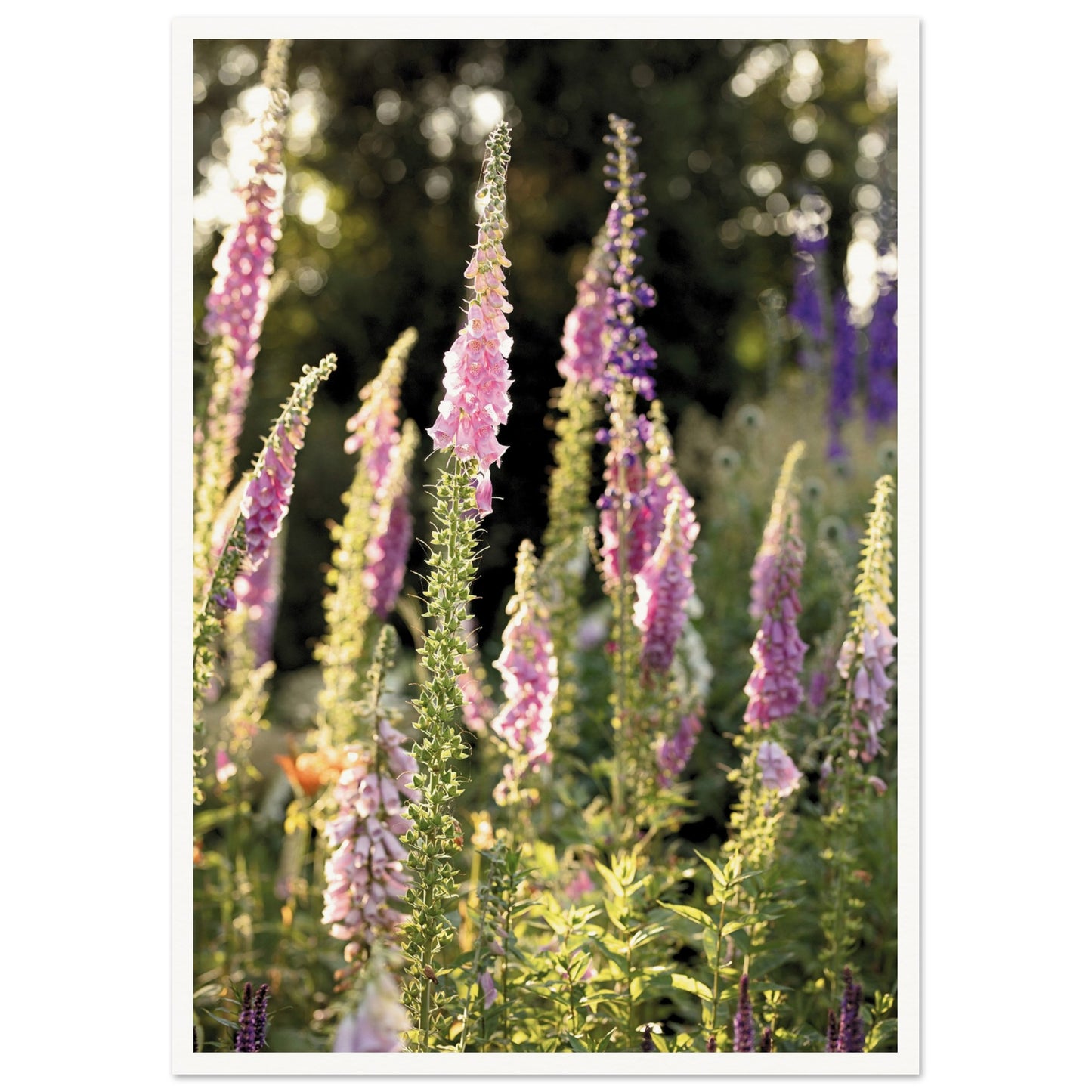Foxglove Meadow Poster A2 (42 x 59.4 cm) Border