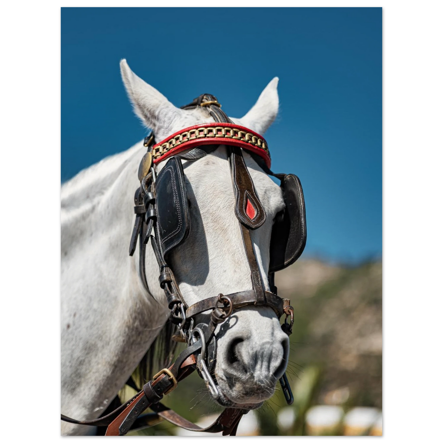 Spanish Dressed Horse Poster 30x40 cm 12x16″ No Border