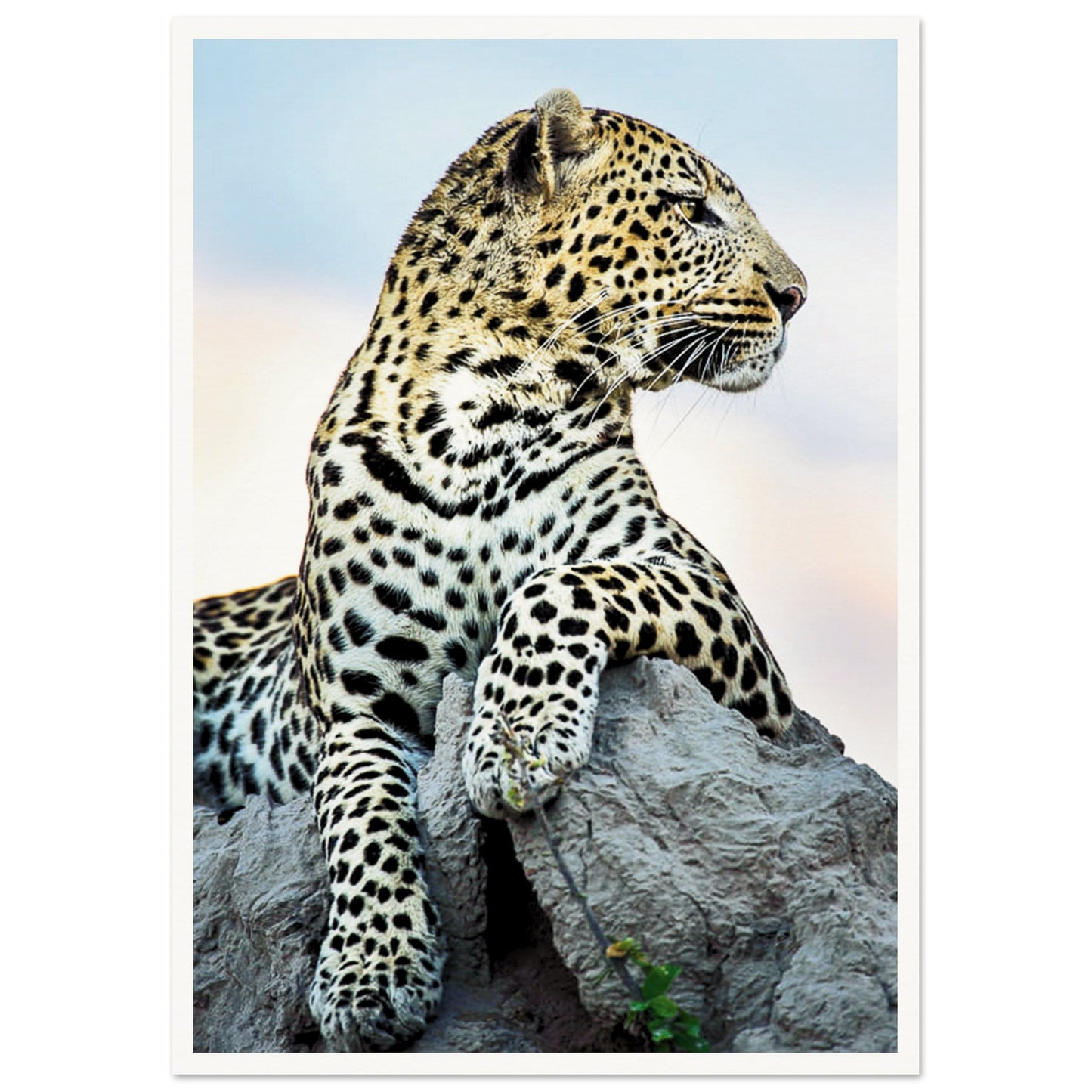 The Wild leopard Poster A2 (42 x 59.4 cm) Border