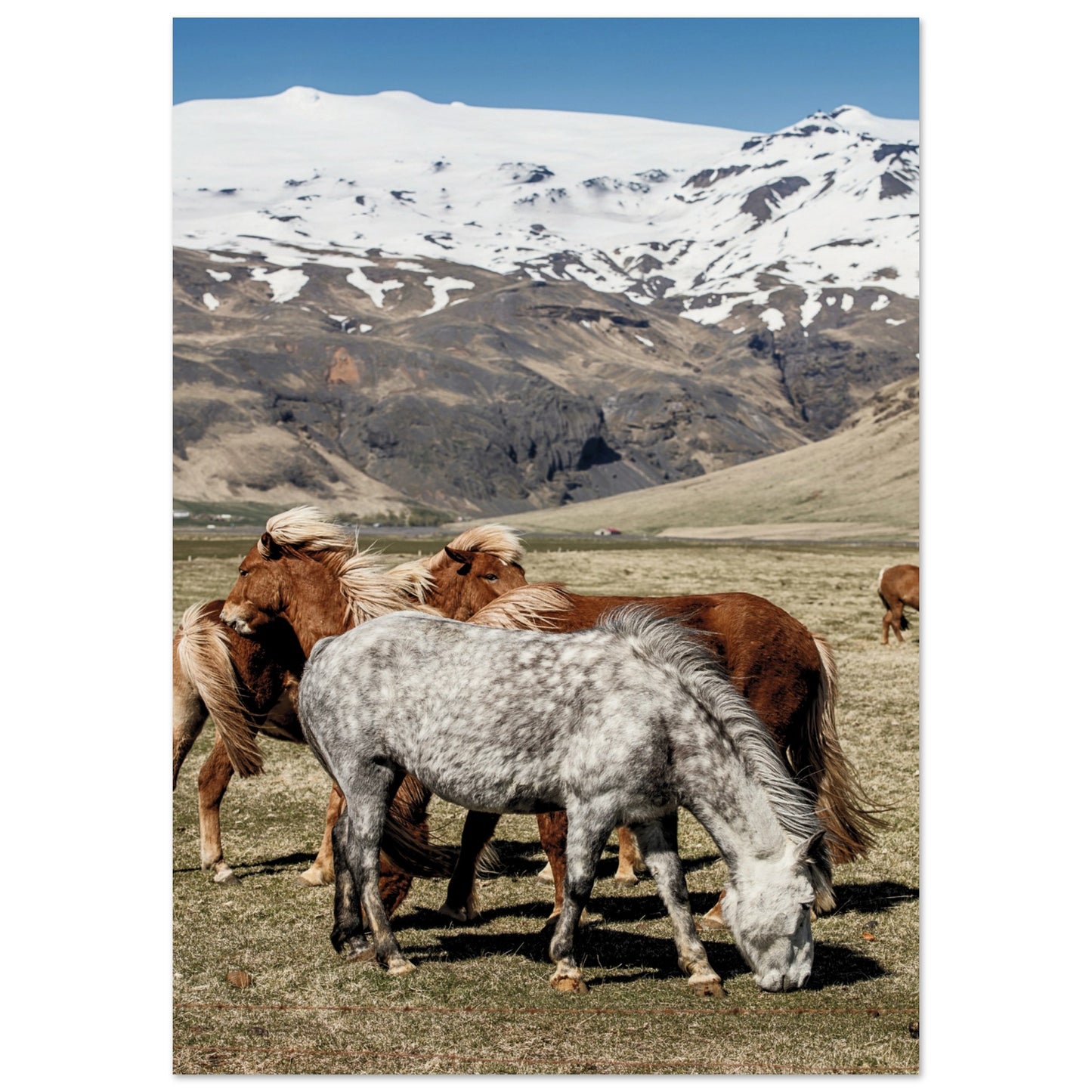 Icelandic Horses Poster A1 (59.4 x 84.1 cm) No Border