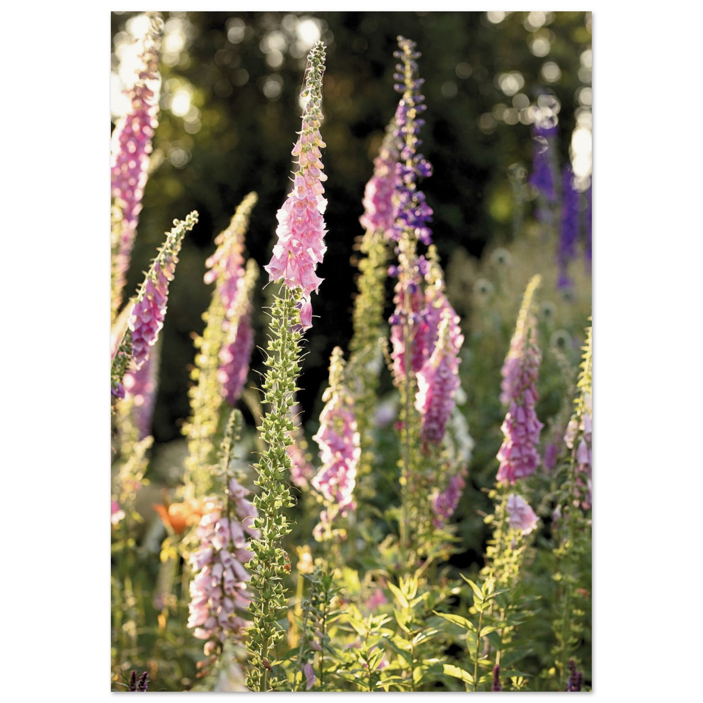 Foxglove Meadow Poster A4 (21x29.7 cm ) No Border