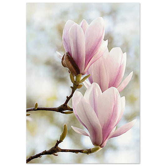 Pink Orchids Print A1 (59.4 x 84.1 cm) No Border