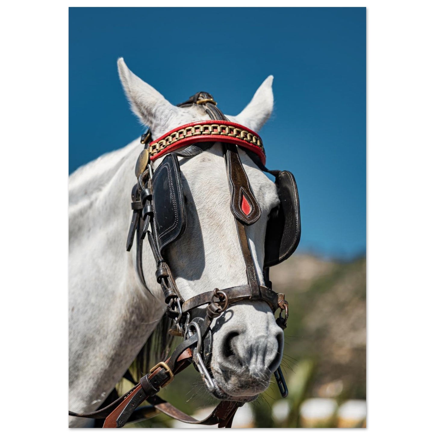 Spanish Dressed Horse Poster