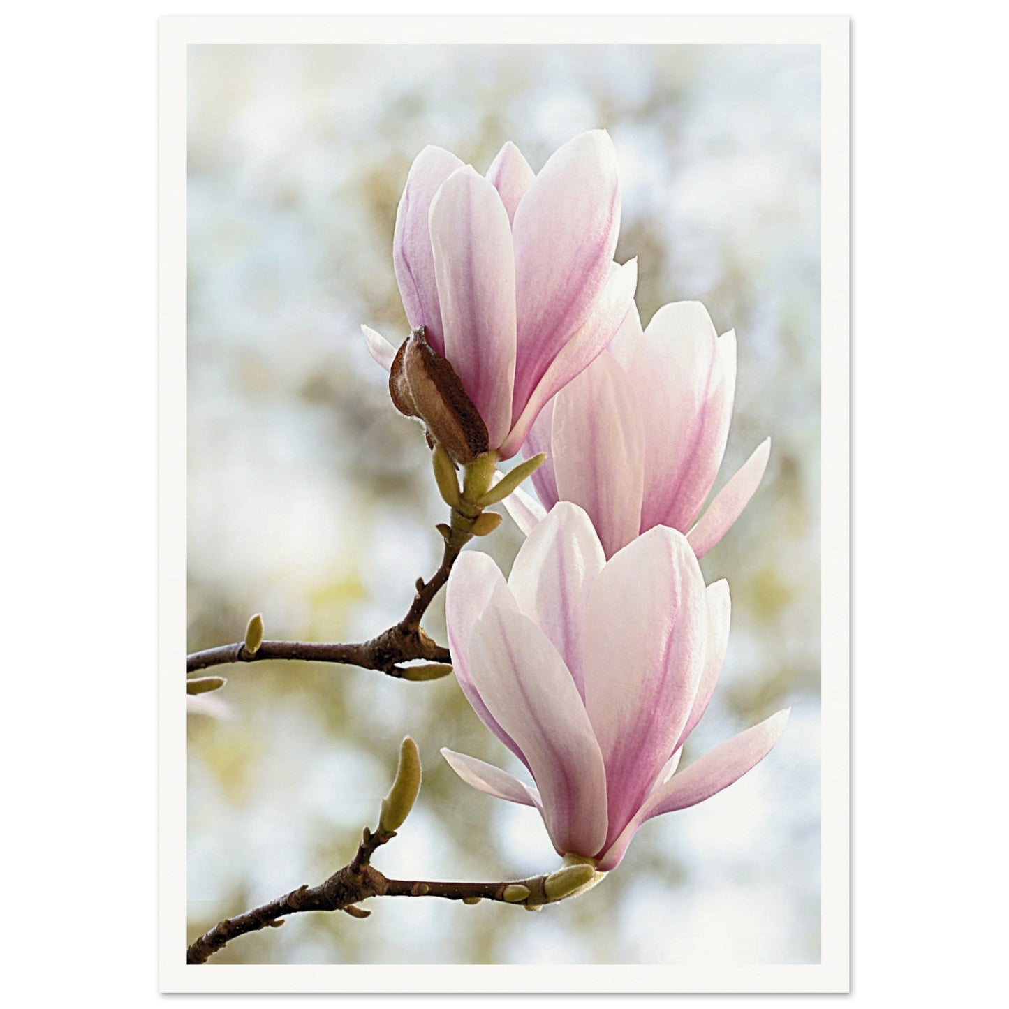 Pink Orchids Print A3 (29.7 x 42 cm) Border