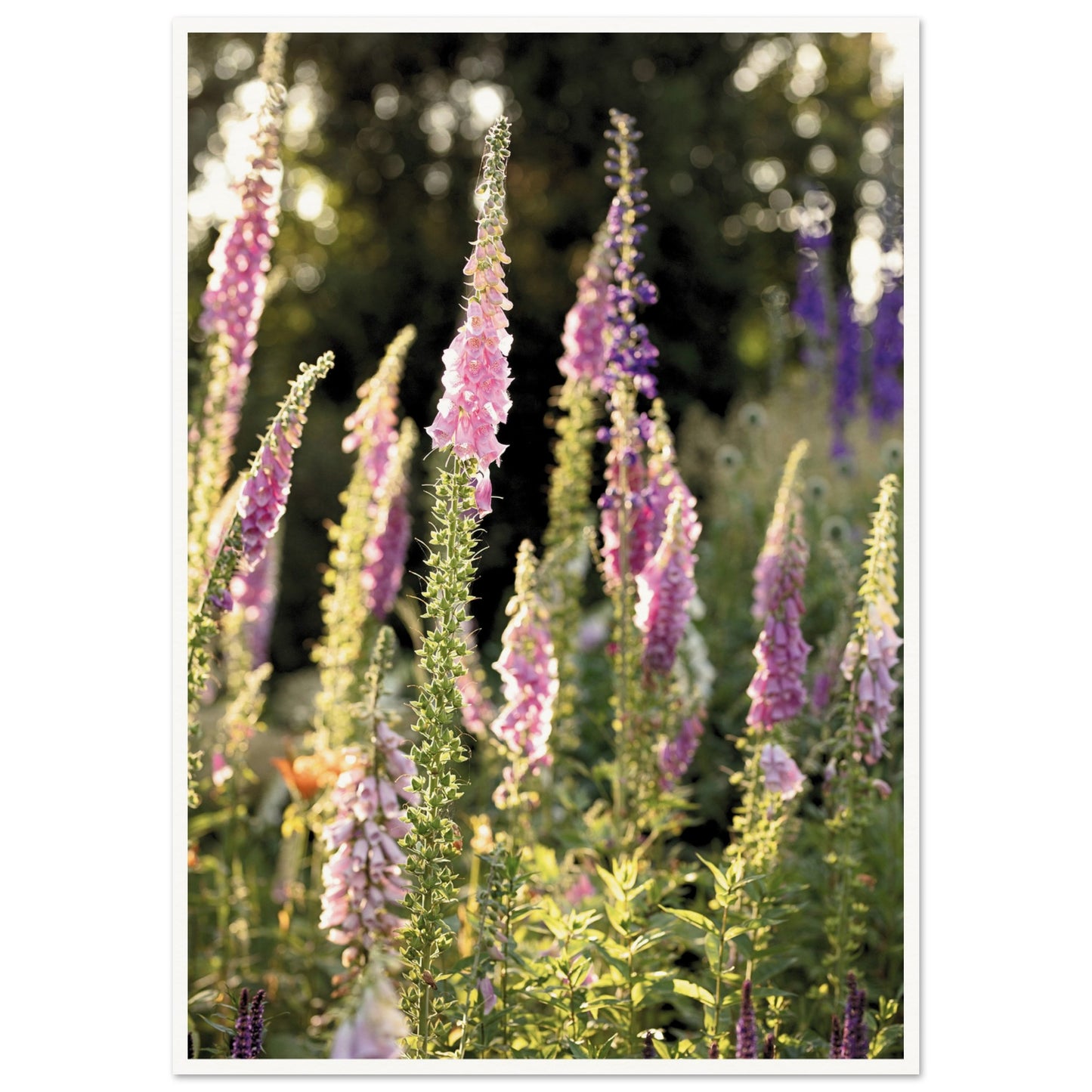 Foxglove Meadow Poster A1 (59.4 x 84.1 cm) Border