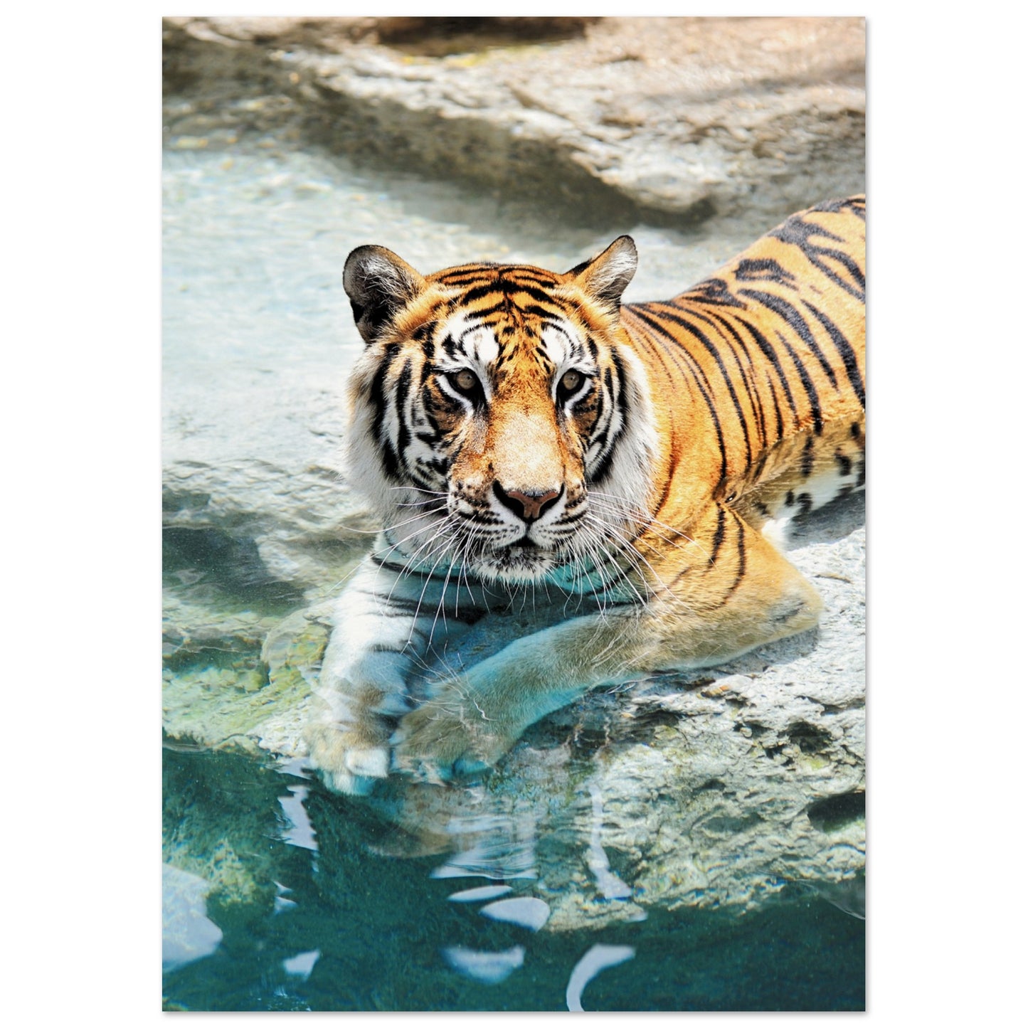 A Bathing Tiger Poster A4 (21x29.7 cm ) No Border