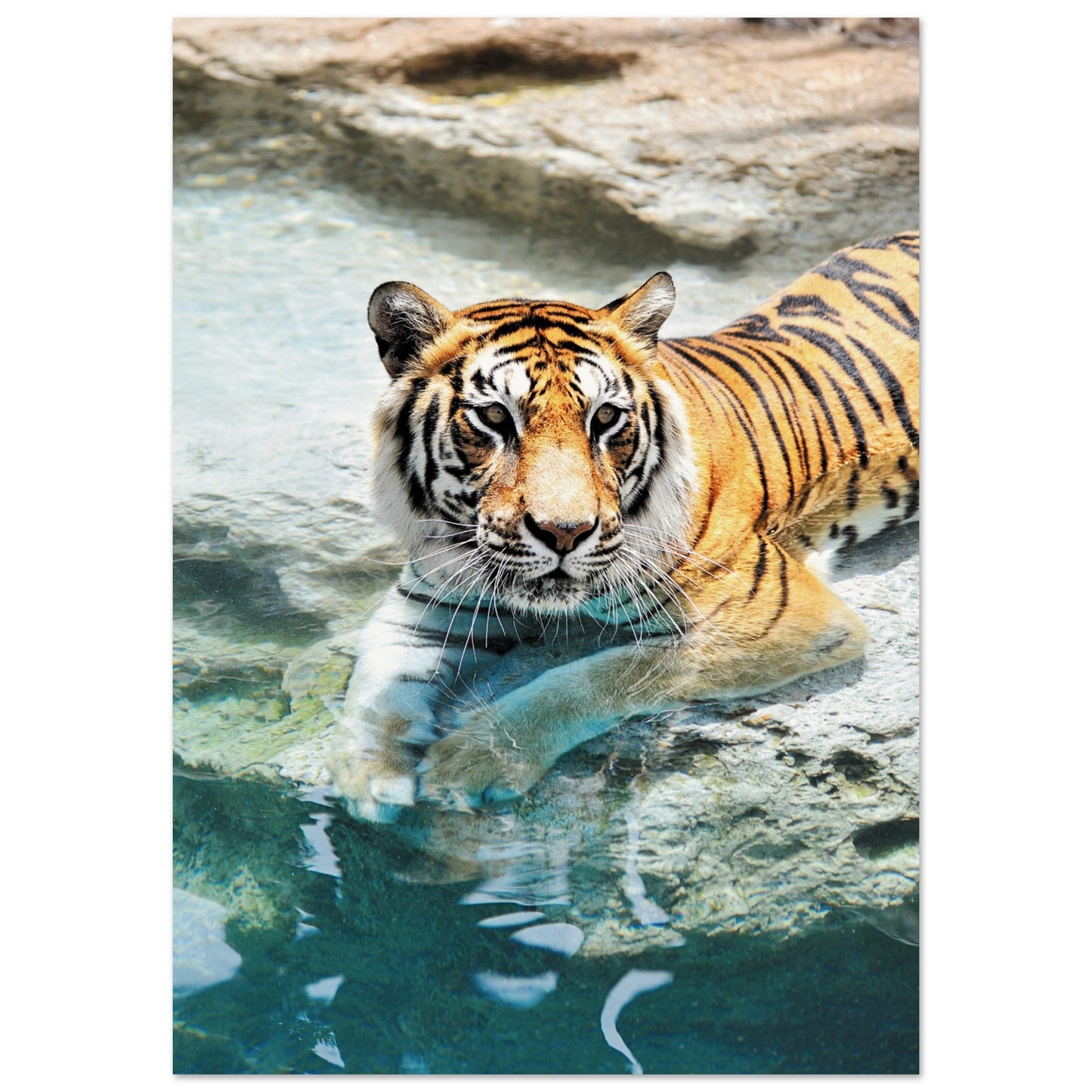 A Bathing Tiger Poster A1 (59.4 x 84.1 cm) No Border