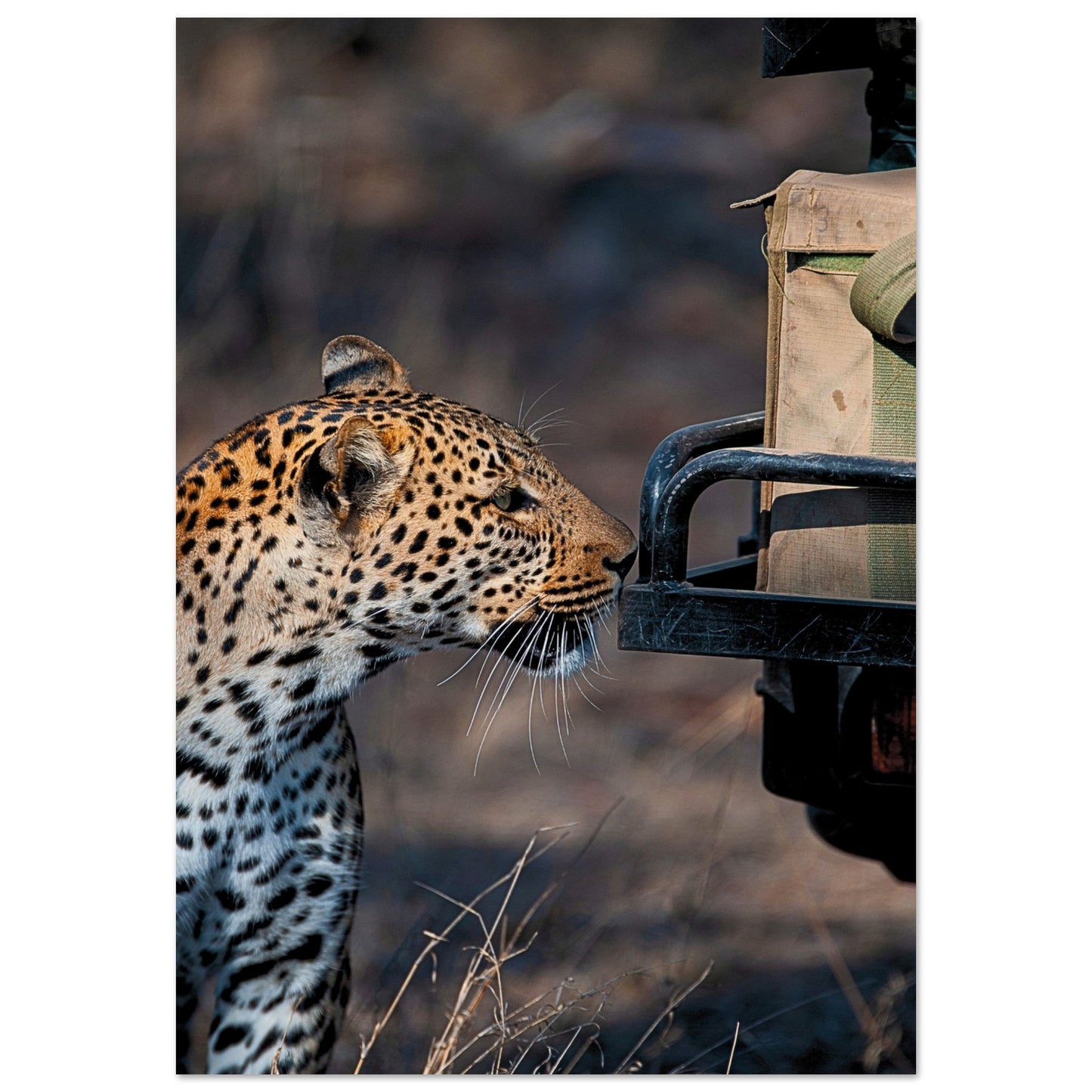 Leopard on Safari Poster 70x100 cm 28x40″ No Border
