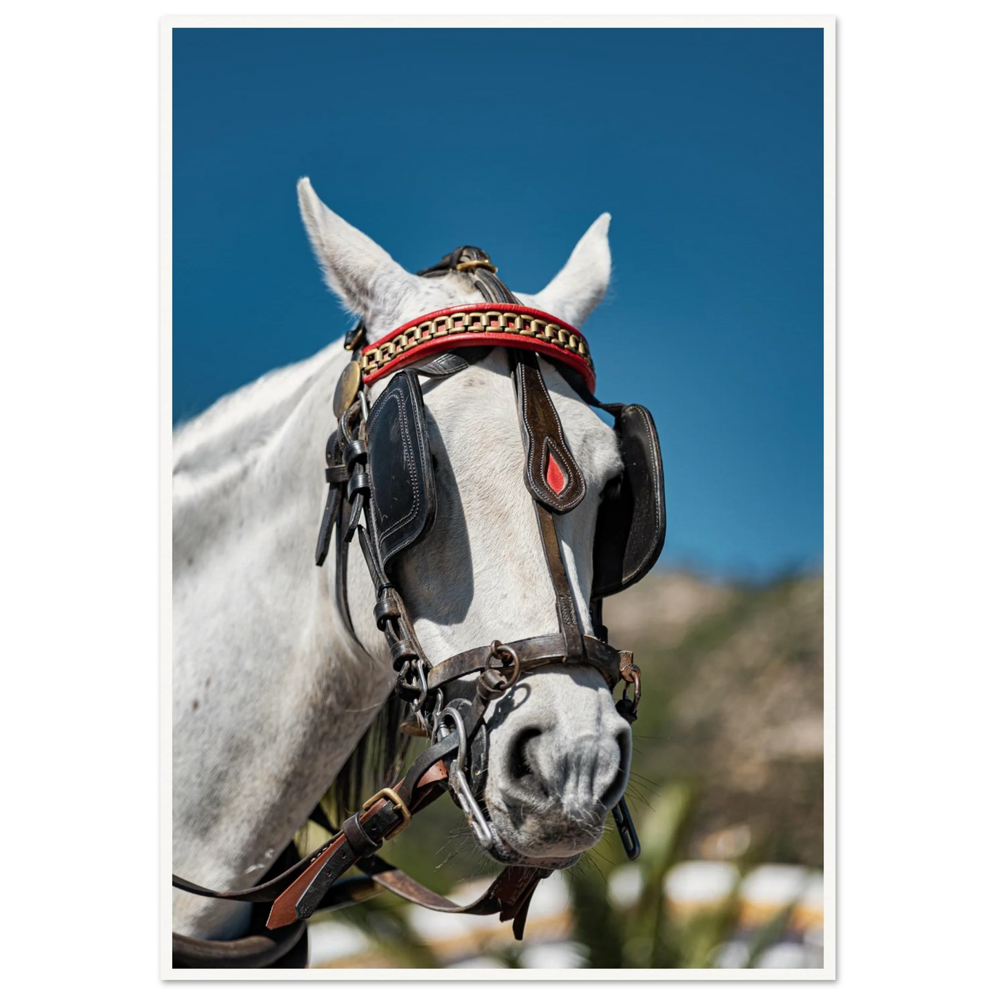 Spanish Dressed Horse Poster 70x100 cm 28x40″ Border