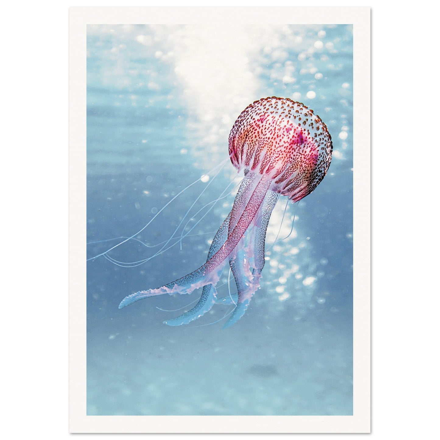 Ocean Serenity Jellyfish Poster 21x29.7 cm 8x12" Border