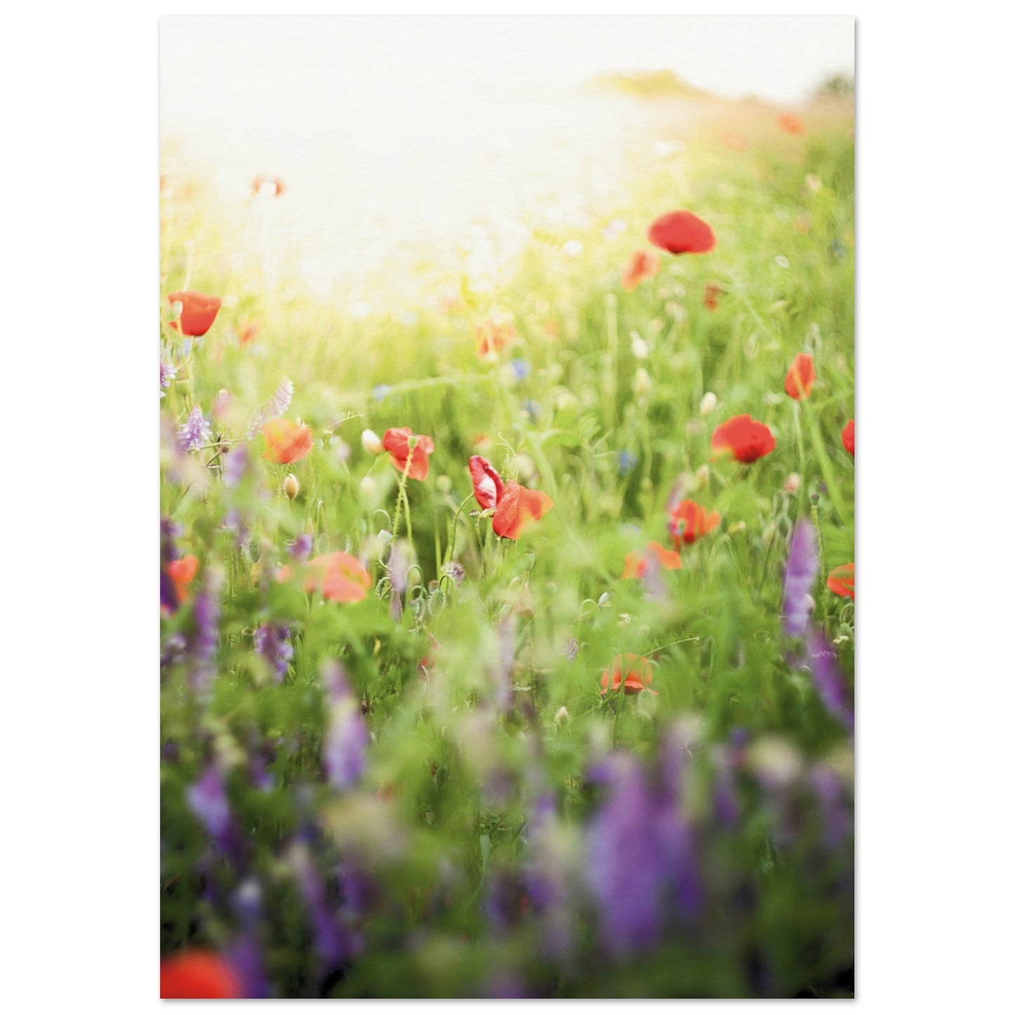 A Meadow of Poppies Poster A3 (29.7 x 42 cm) No Border