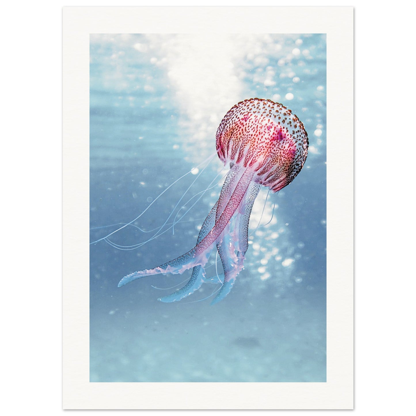 Ocean Serenity Jellyfish Poster 13x18 cm 5x7″ Border