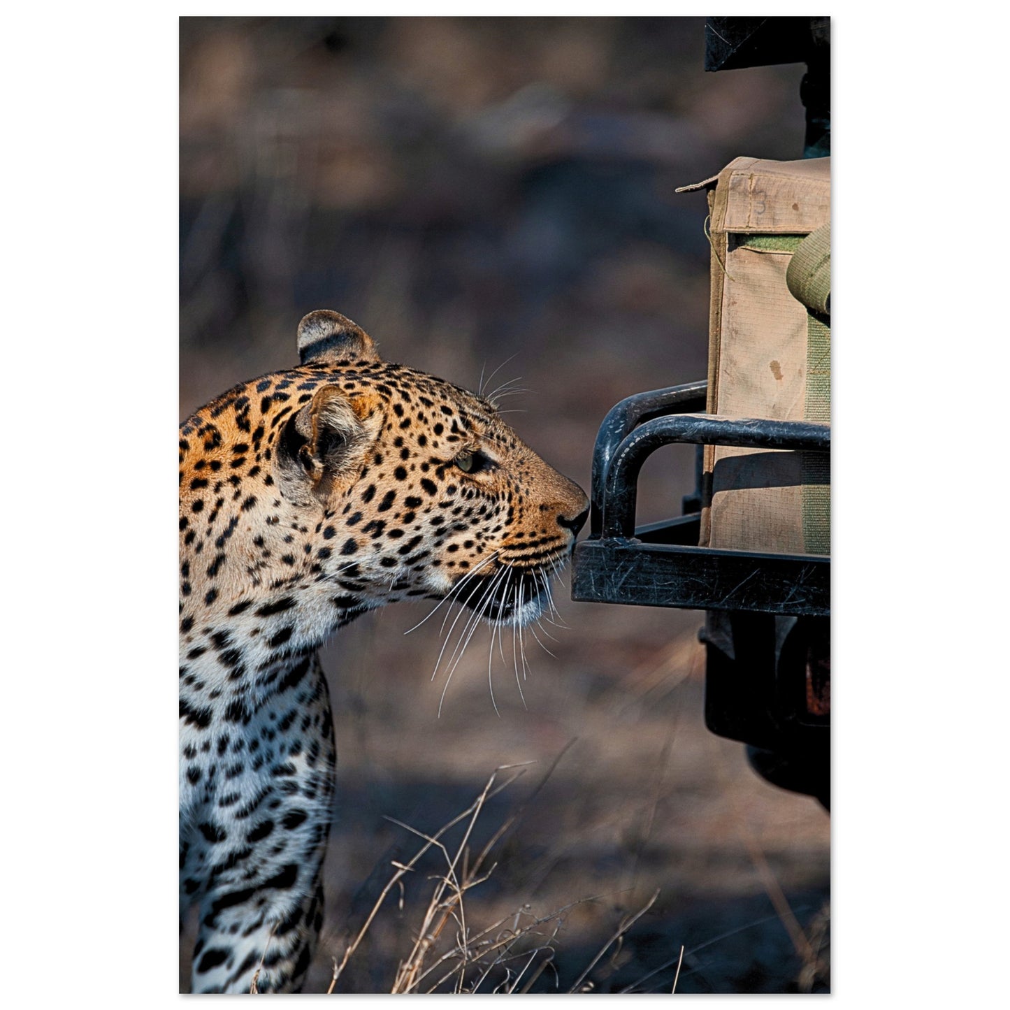 Leopard on Safari Poster 60x90 cm 24x36″ No Border