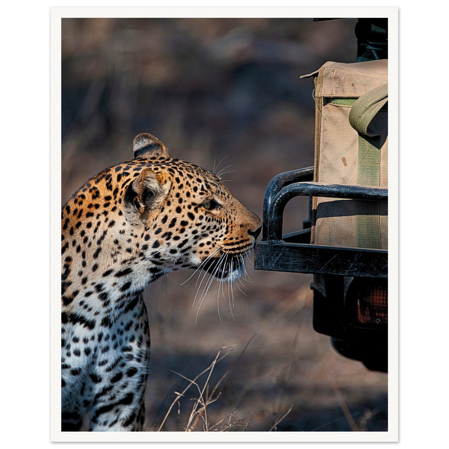Leopard on Safari Poster 40x50 cm 16x20″ Border