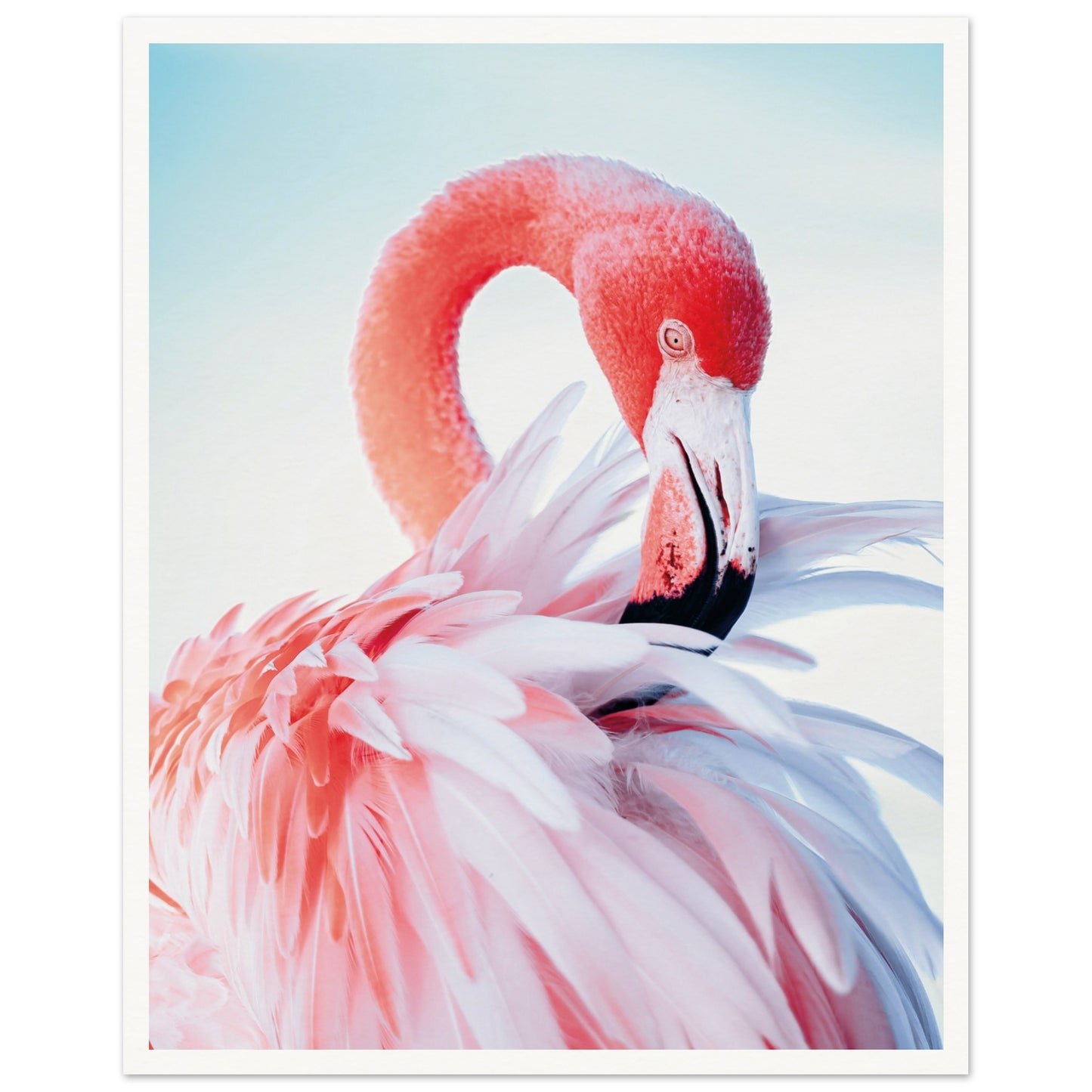Graceful Flamingo Poster 40x50 cm 16x20″ Border