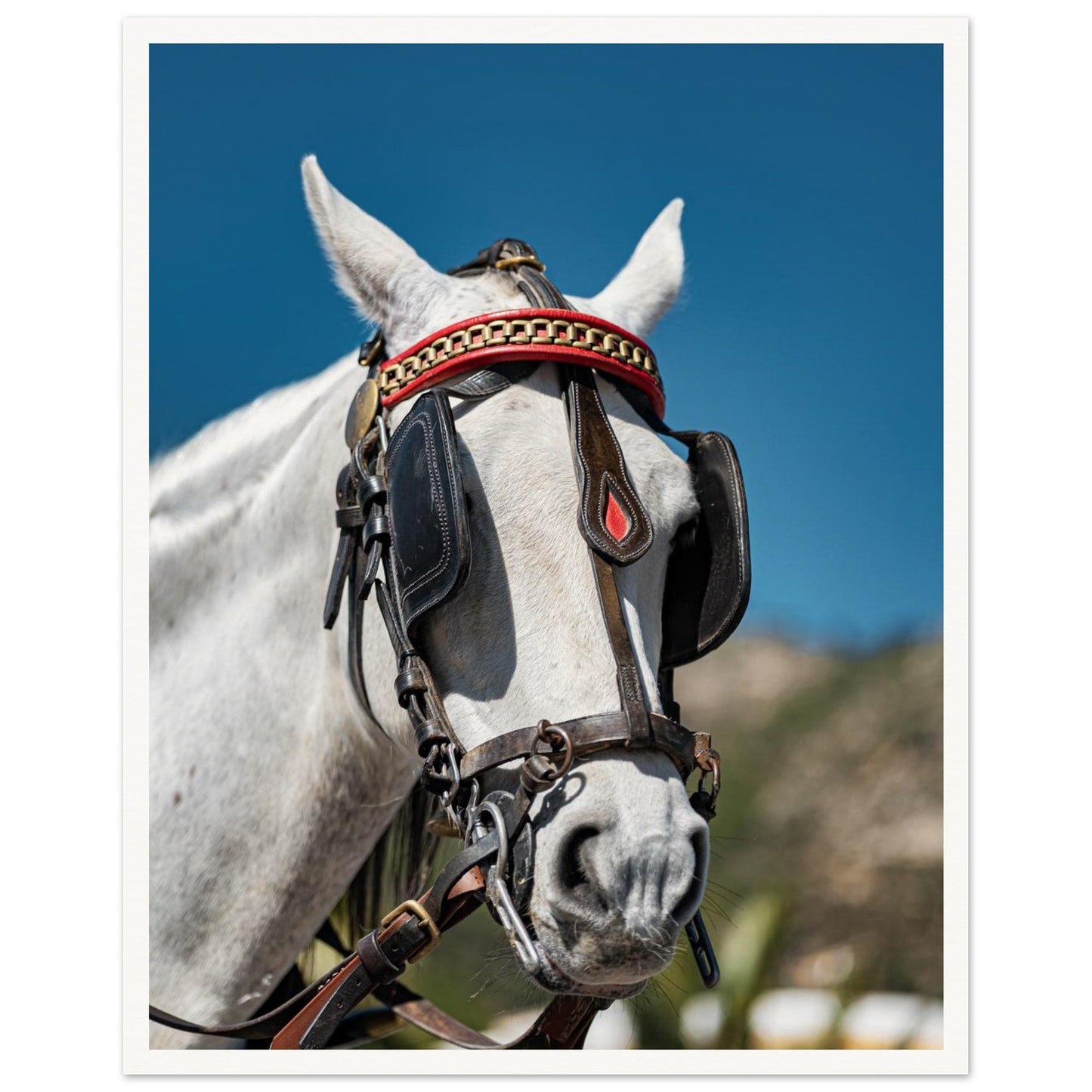 Spanish Dressed Horse Poster
