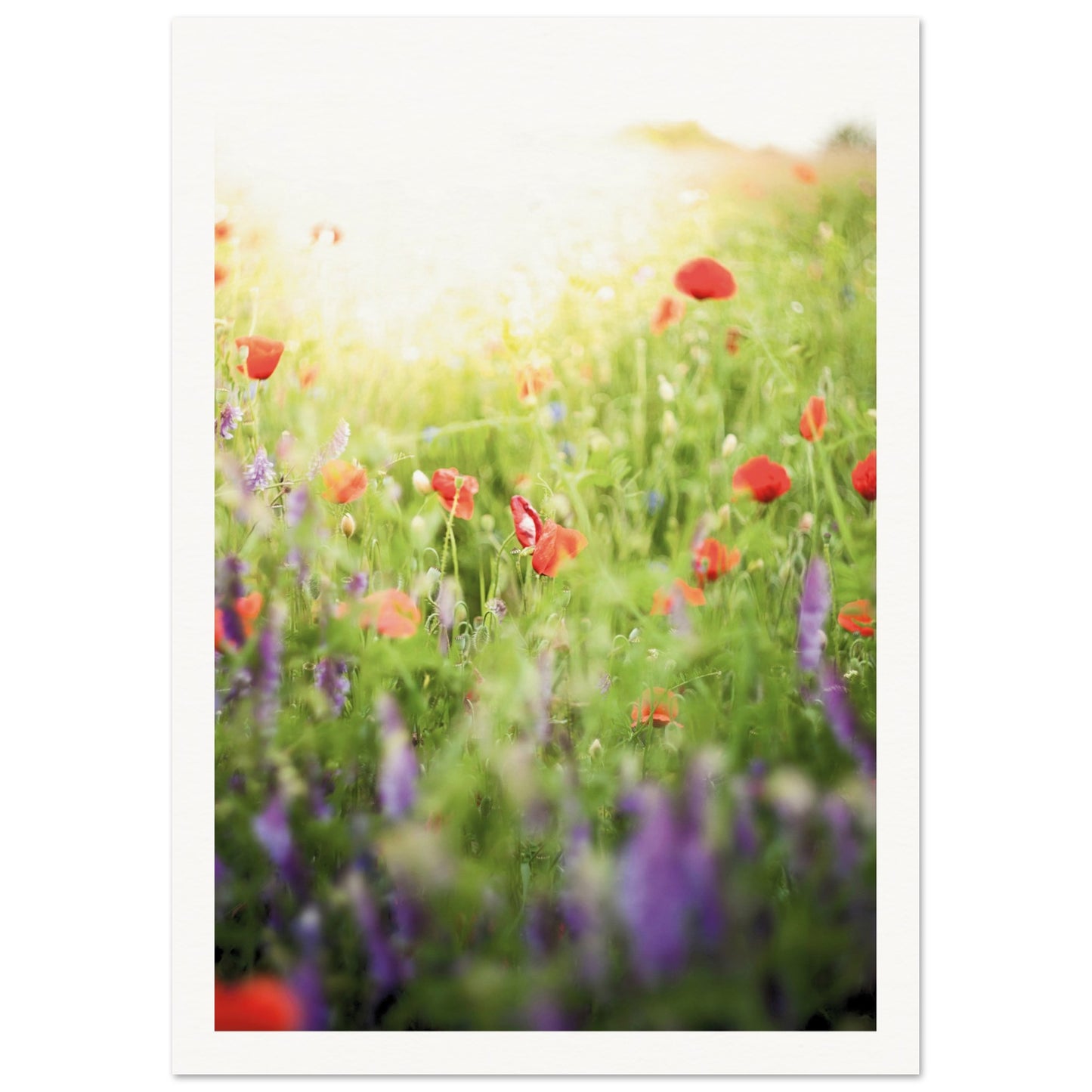 A Meadow of Poppies Poster A4 (21x29.7 cm ) Border