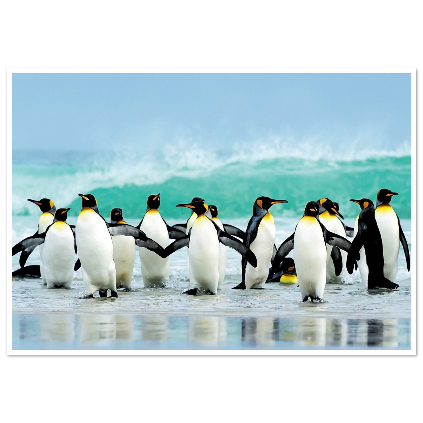 Atlantic Ocean Penguins Poster 70x100 cm 28x40″ Border