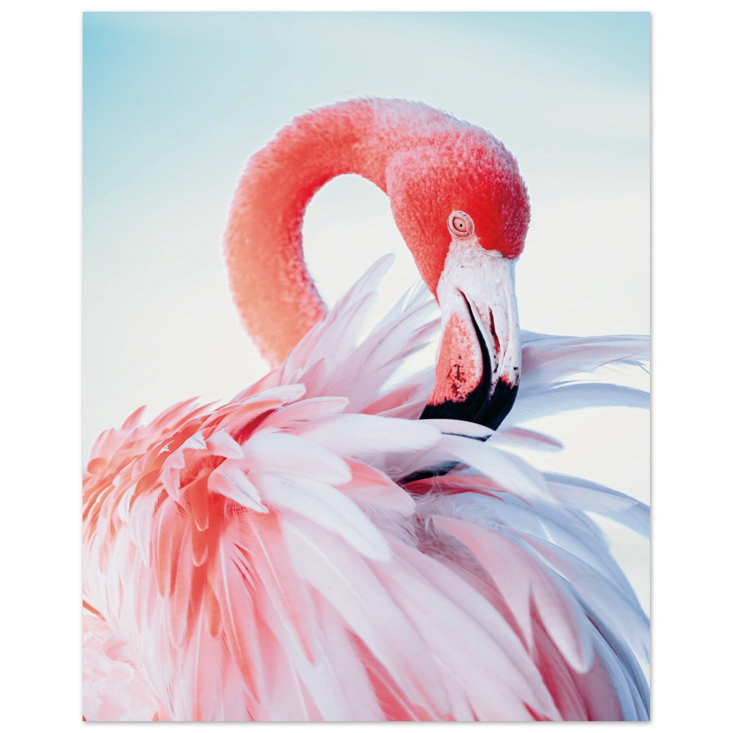 Graceful Flamingo Poster