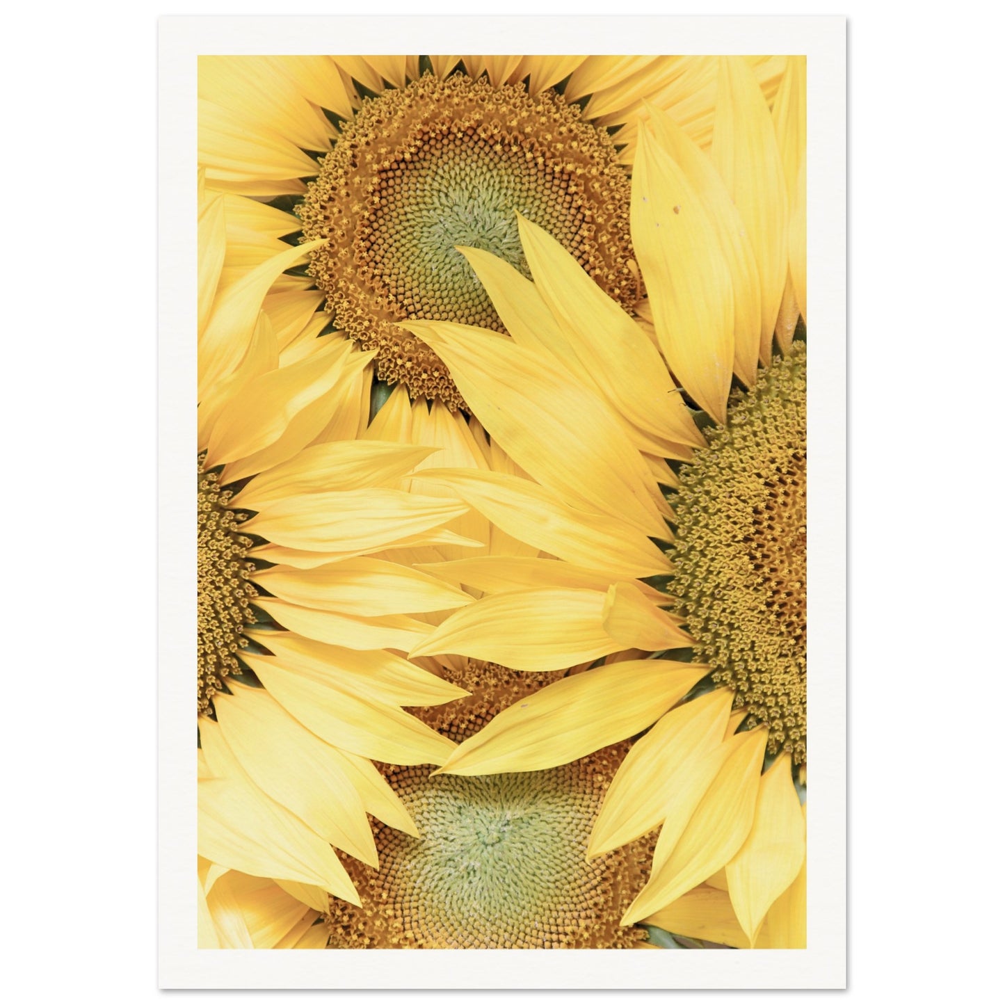 Sunflower Botanical Poster A4 (21x29.7 cm ) Border