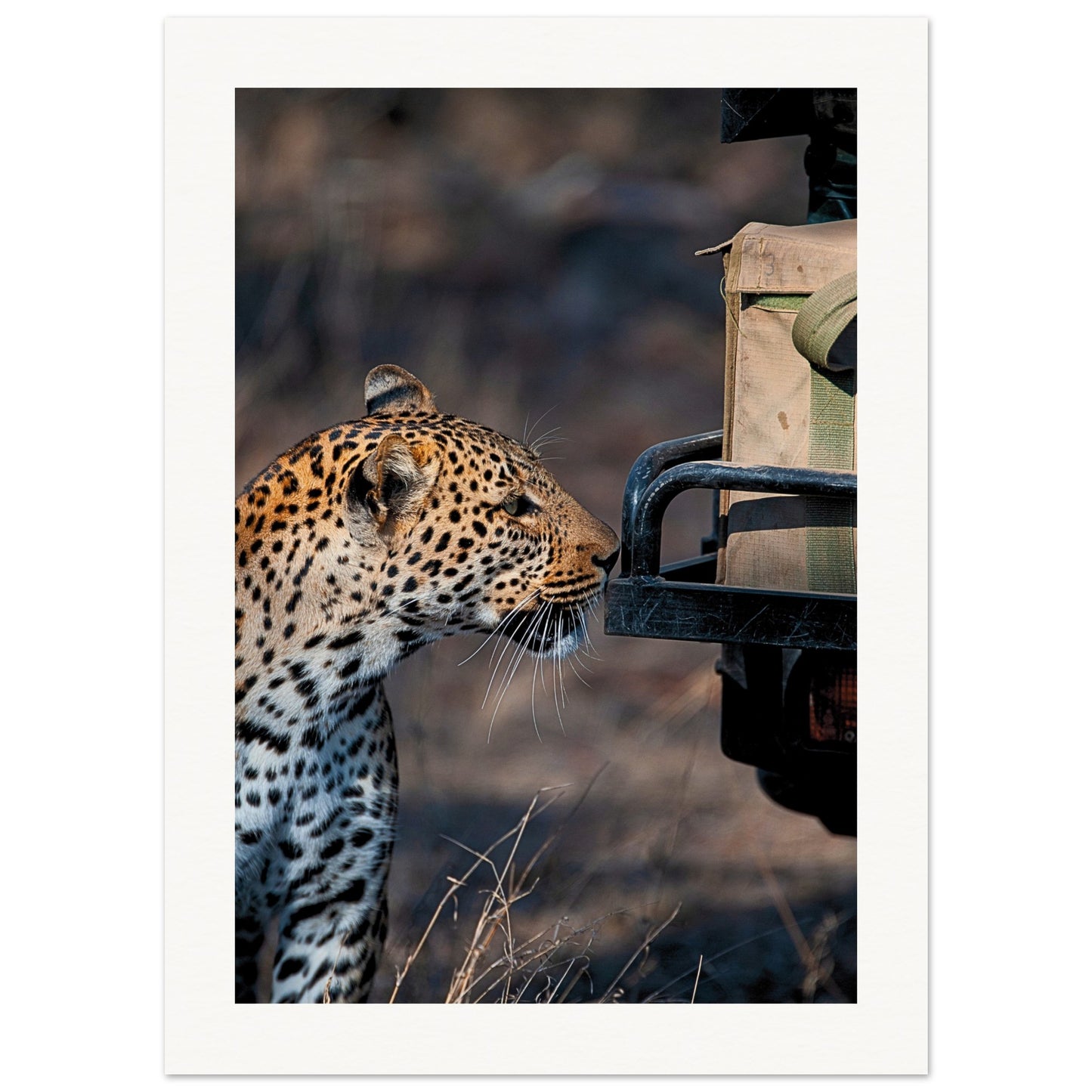 Leopard on Safari Poster 13x18 cm 5x7″ Border