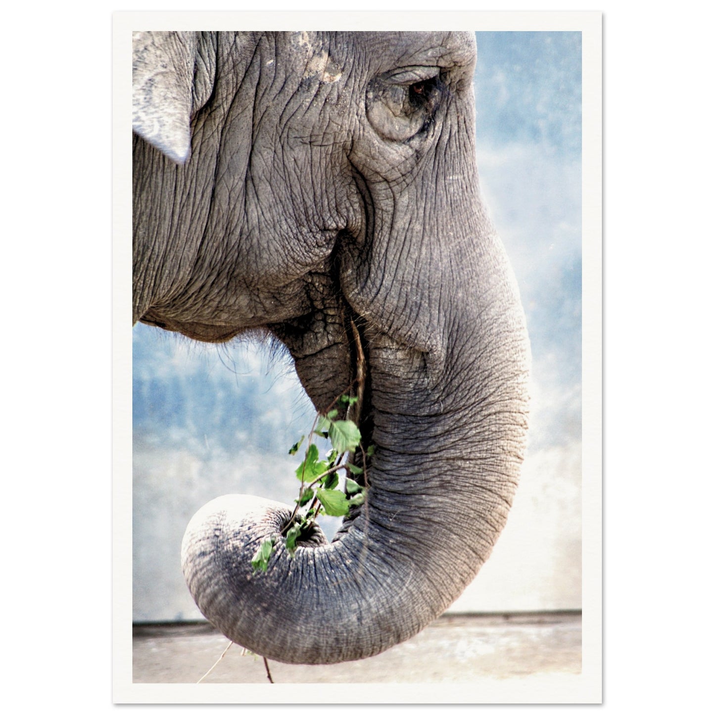 Elephant Eating Plants Poster A3 (29.7 x 42 cm) Border