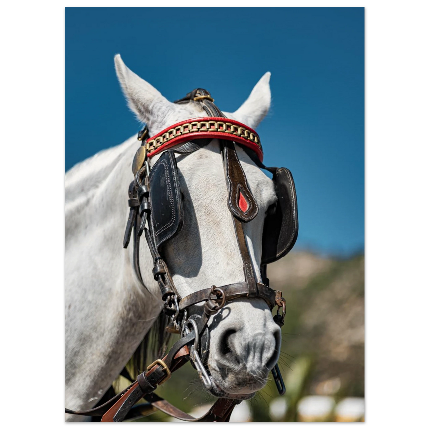 Spanish Dressed Horse Poster 13x18 cm 5x7″ No Border
