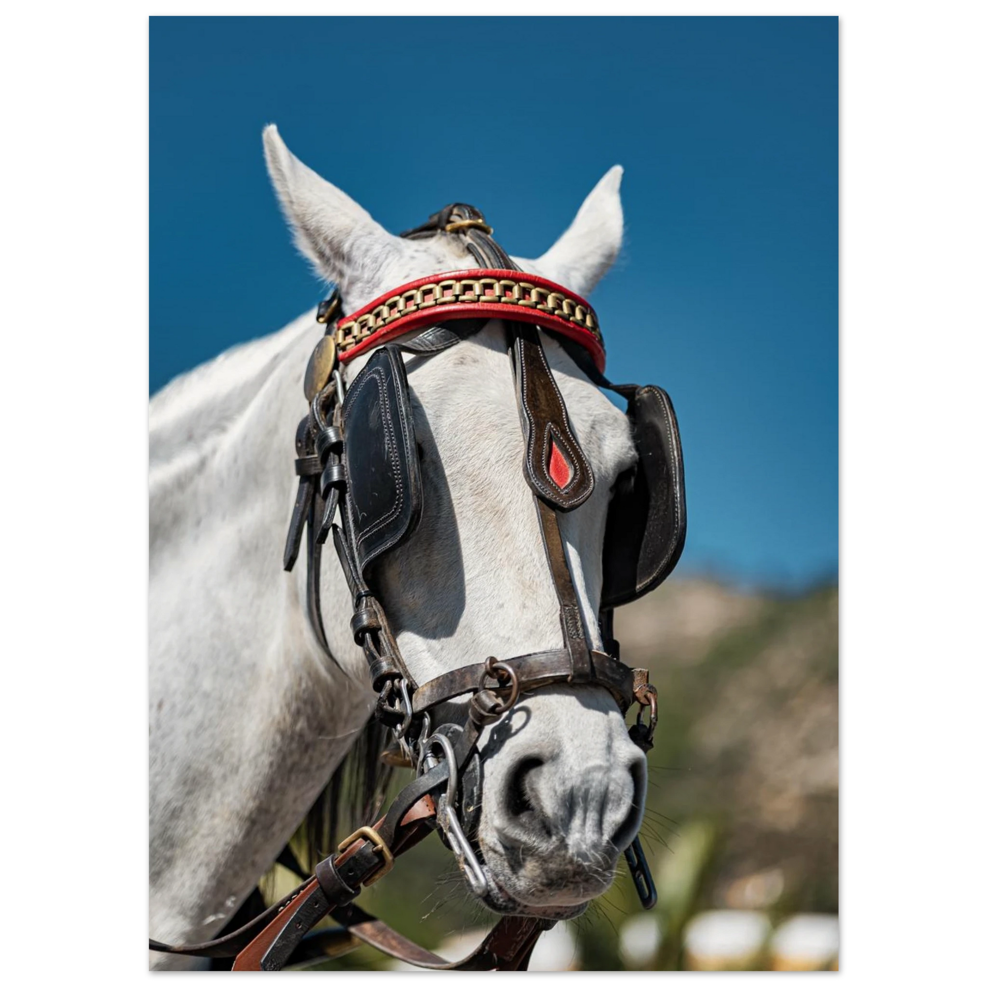 Spanish Dressed Horse Poster 13x18 cm 5x7″ No Border
