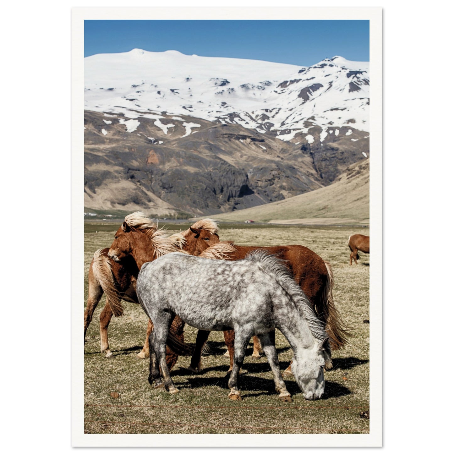 Icelandic Horses Poster A3 (29.7 x 42 cm) Border