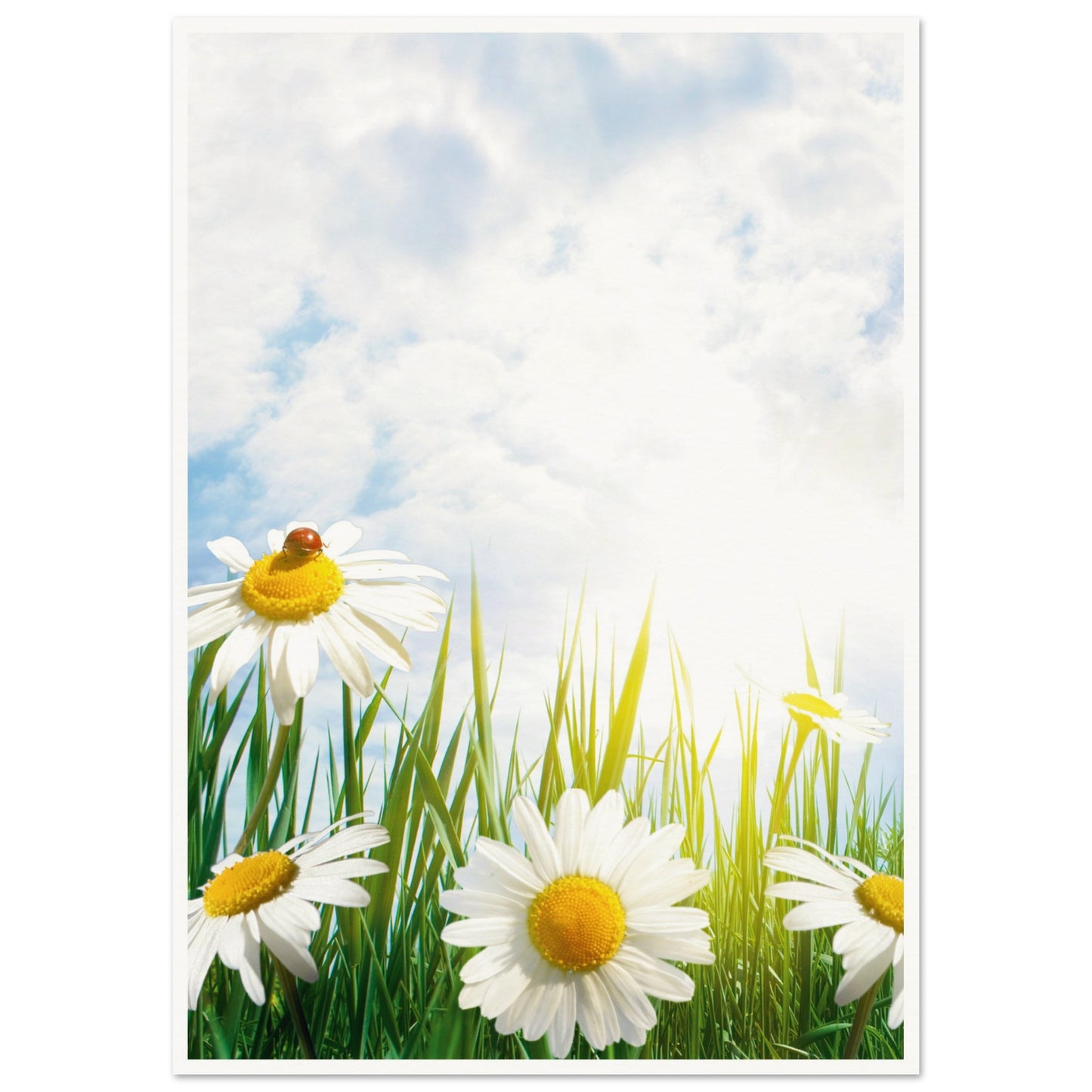 Daisy Meadow Poster A1 (59.4 x 84.1 cm) Border
