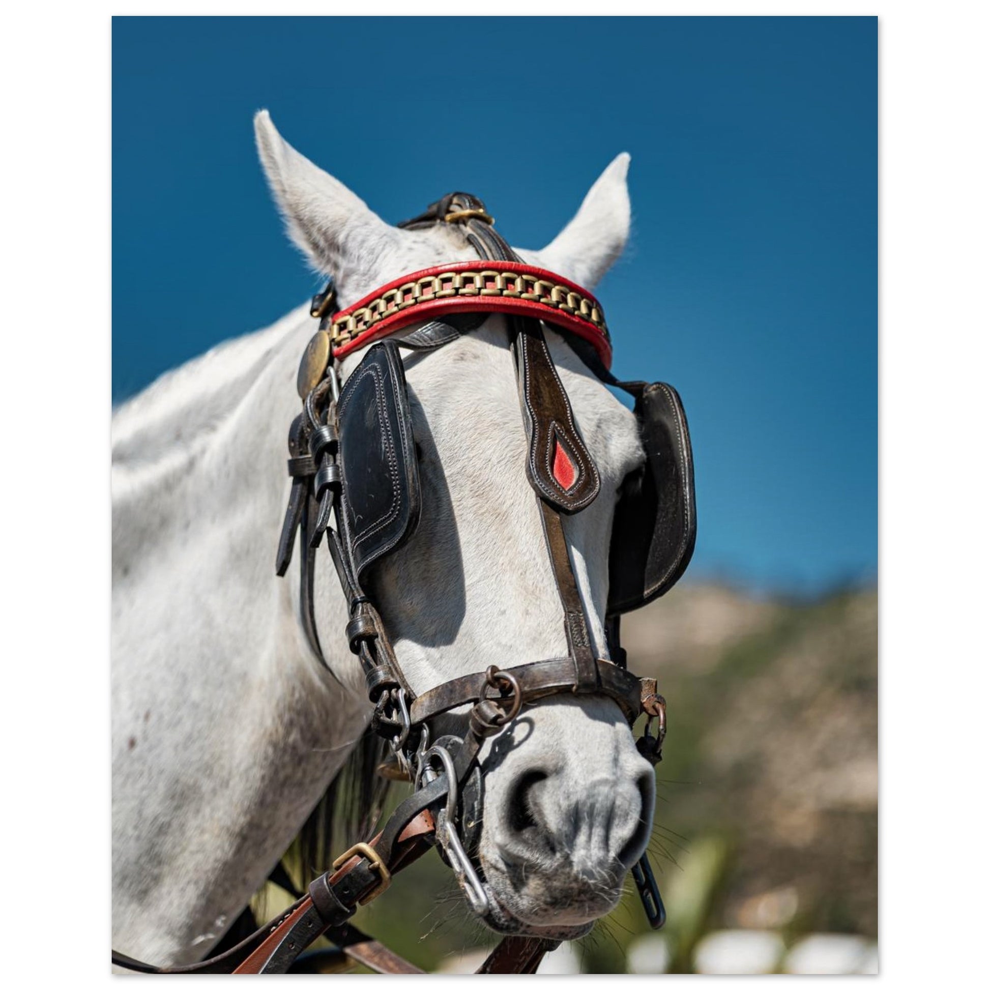 Spanish Dressed Horse Poster