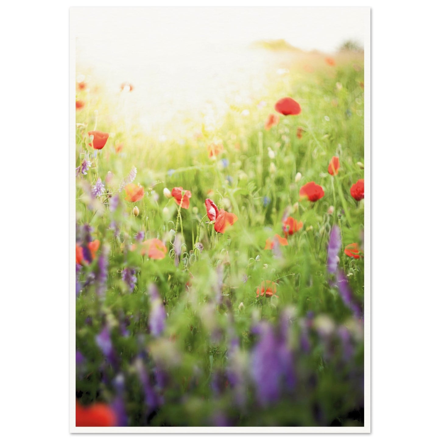 A Meadow of Poppies Poster A1 (59.4 x 84.1 cm) Border