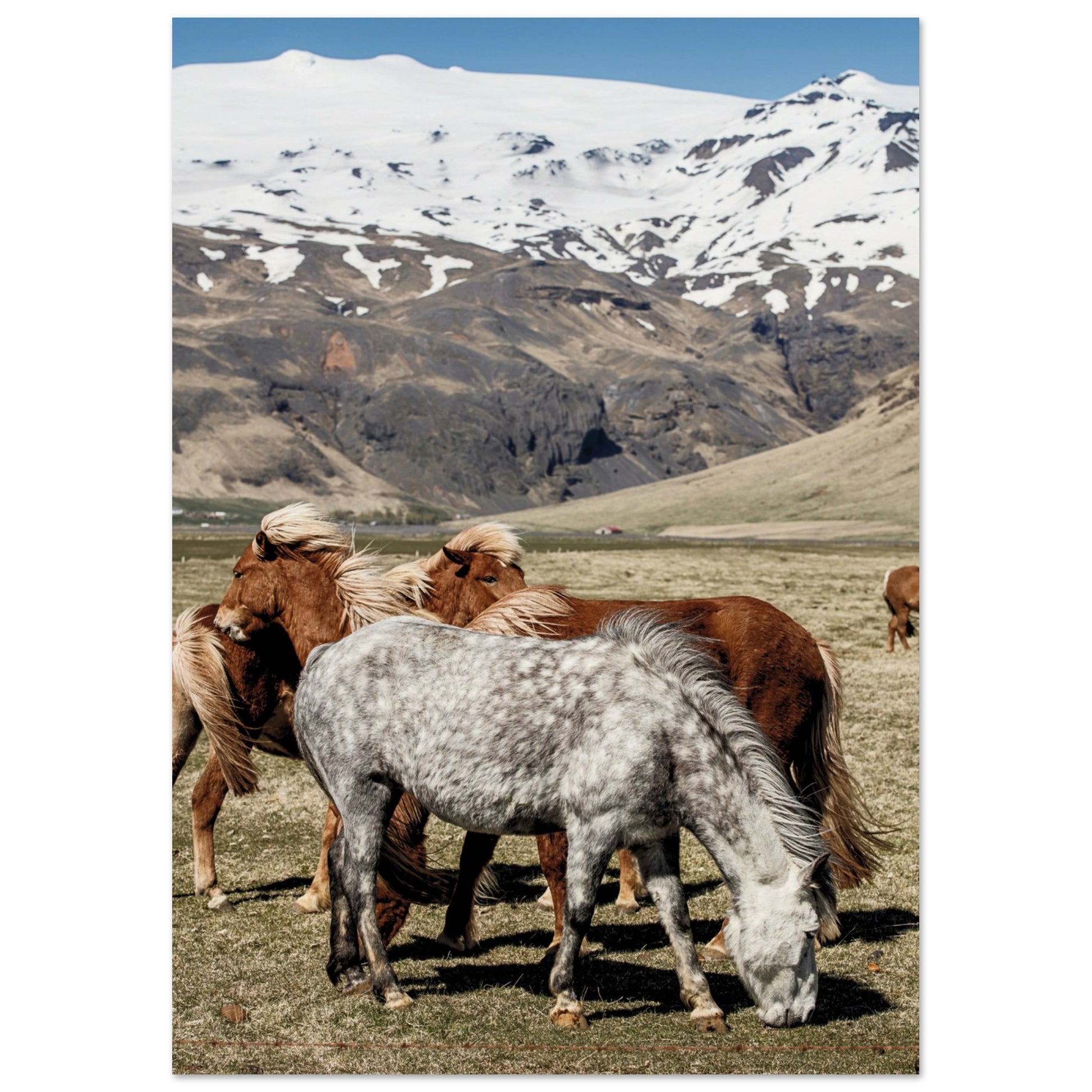 Icelandic Horses Poster A4 (21x29.7 cm) No Border