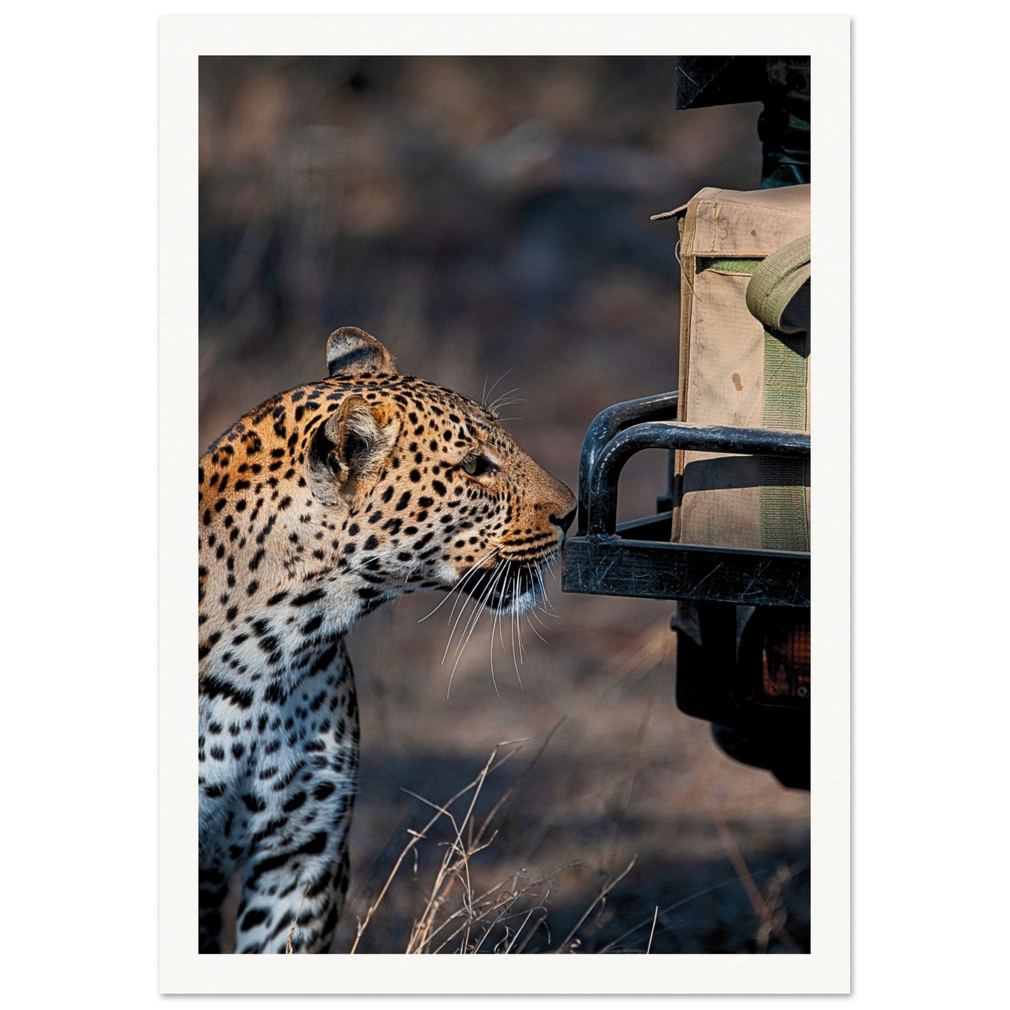 Leopard on Safari Poster 21x29.7 cm 8x12" Border