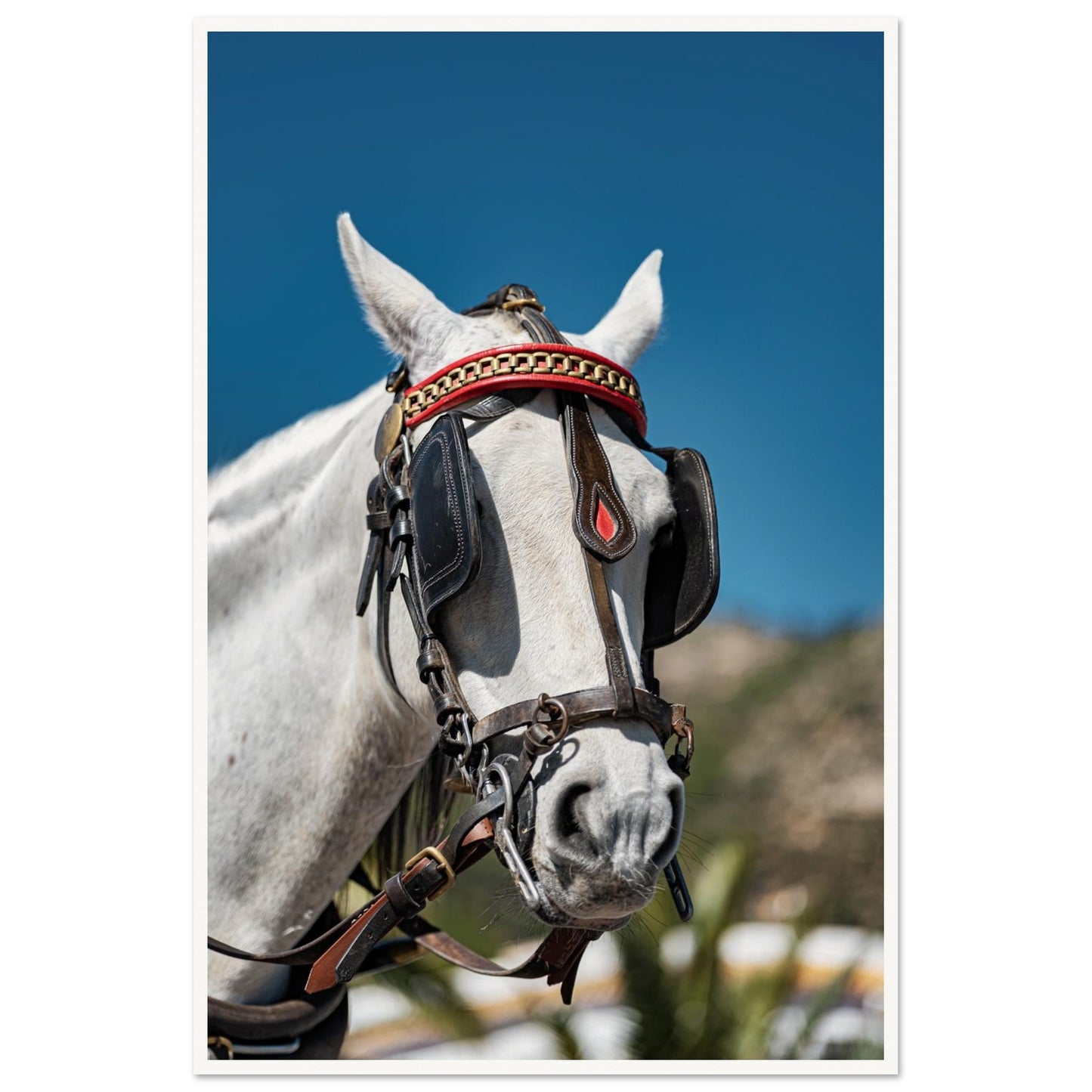 Spanish Dressed Horse Poster